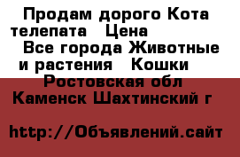  Продам дорого Кота-телепата › Цена ­ 4 500 000 - Все города Животные и растения » Кошки   . Ростовская обл.,Каменск-Шахтинский г.